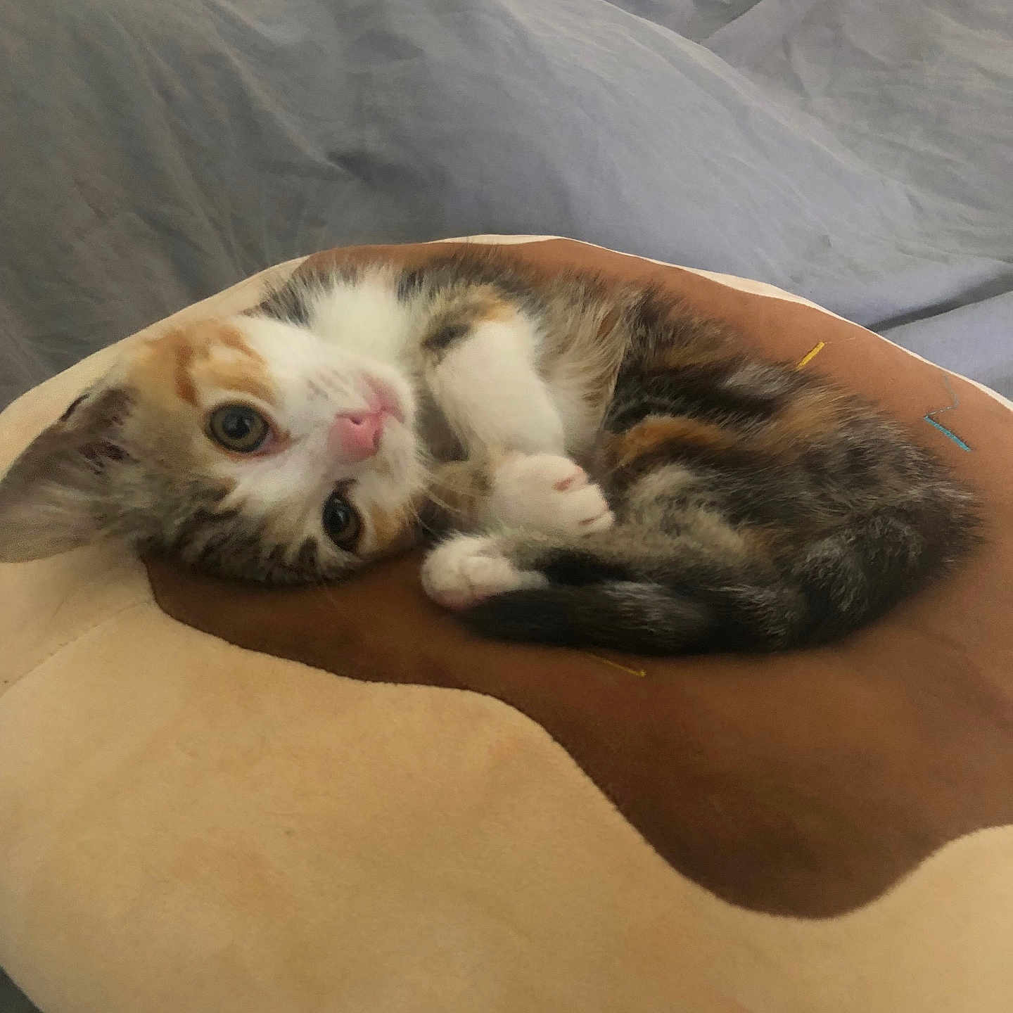 Peanuts participe au concours pour gagner de l'argent avec cette photo : kitten, cat, calico, cute, pet, animal, feline, resting, sleeping, bed, pillow, soft, plush, curled_up, indoor, domestic, fur, whiskers, small, cozy