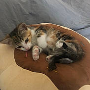 Peanuts participe au concours pour gagner de l'argent avec cette photo : kitten, cat, calico, pet, animal, cute, sleeping, cushion, paws, feline, indoor, cozy, resting, fur, whiskers, bed, blanket, young, small, adorable