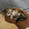kitten, cat, calico, pet, animal, cute, sleeping, cushion, paws, feline, indoor, cozy, resting, fur, whiskers, bed, blanket, young, small, adorable