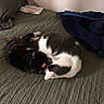 Loocky participe au concours pour gagner de l'argent avec cette photo : cat, cats, bed, blanket, sleeping, resting, fur, animal, pet, cozy, indoor, domestic, two, white, black, gray, orange, closeup, cute, relaxing