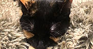 Loocky a rejoint le concours — aidez-le/la à gagner de superbes lots ! cat, tortoiseshell, sleeping, fluffy_blanket, chair, cozy, indoor, pet, feline, resting, fur, paw, animal, comfortable, napping, cute, domestic_animal, relaxation, warm, soft