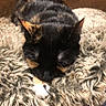 cat, tortoiseshell, sleeping, fluffy_blanket, chair, cozy, indoor, pet, feline, resting, fur, paw, animal, comfortable, napping, cute, domestic_animal, relaxation, warm, soft