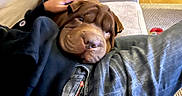 Tyson participe au concours pour gagner de l'argent avec cette photo : arm, black_jacket, brown_dog, carpet, casual_clothing, comfort, couch, cozy, dog, hand, indoor, jeans, living_room, person, pet, relaxation, remote_control, resting, wooden_floor, wrinkly_dog