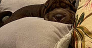 Tyson a rejoint le concours — aidez-le/la à gagner de superbes lots ! dog, brown_dog, couch, cushion, blanket, indoor, pet, sleeping, resting, cozy, fur, snout, wrinkles, nose, relaxed, home, comfort, furniture, living_room, pillow