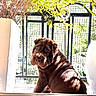 Tyson a rejoint le concours — aidez-le/la à gagner de superbes lots ! dog, shar_pei, brown_dog, sunlight, shadow, balcony, plant, leaves, fence, pet, cute, outdoor, portrait, animal, sitting, window, natural_light, fur, face, expression
