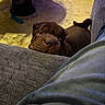 Tyson a rejoint le concours — aidez-le/la à gagner de superbes lots ! dog, puppy, indoor, couch, nose, eyes, table, foot, stool, carpet, chew_toy, furniture, cozy, looking_up, resting, pet, brown_dog, close_up, relaxed, animal
