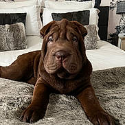Tyson a rejoint le concours — aidez-le/la à gagner de superbes lots ! dog, puppy, shar_pei, bed, blanket, pillow, fur, indoor, cute, pet, animal, brown, fur_texture, resting, cozy, home, furniture, decor, portrait, sleepy