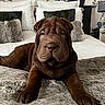 animal, bed, blanket, brown, cozy, cute, decor, dog, fur, fur_texture, furniture, home, indoor, pet, pillow, portrait, puppy, resting, shar_pei, sleepy