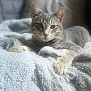 Marius a rejoint le concours — aidez-le/la à gagner de superbes lots ! abyssinian, animal, bed, blanket, cat, couch, furniture, homedecor, kitten, laundry, linen, manx, pet, quilt, towel