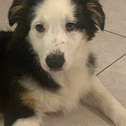 Alaska a rejoint le concours — aidez-le/la à gagner de superbes lots ! dog, puppy, black_and_white, fur, indoor, tile_floor, cute, pet, animal, laying_down, canine, close_up, young_dog, ears, face, eyes, nose, whiskers, front_paws, adorable