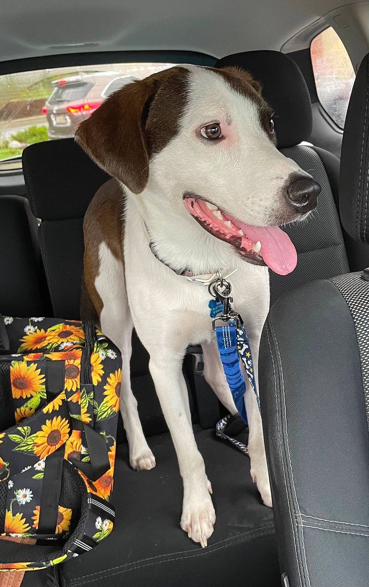 Buddy joined the competition — help win amazing prizes! auto_part, canidae, car, car_seat, car_seat_cover, carnivore, collar, comfort, companion_dog, dog, dog_breed, dog_collar, dog_supply, fawn, sporting_group, vehicle, vehicle_door, window, windshield, working_animal