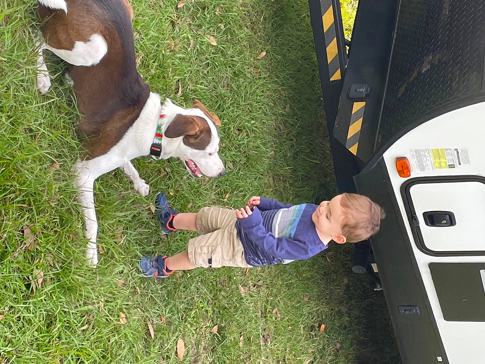 Buddy is registered to the contest to win money with this photo: automotive_exterior, canidae, carnivore, collar, companion_dog, dog, dog_breed, family_car, fawn, grass, leisure, motor_vehicle, plant, sporting_group, tail, toddler, trunk, vehicle, vehicle_door, working_animal