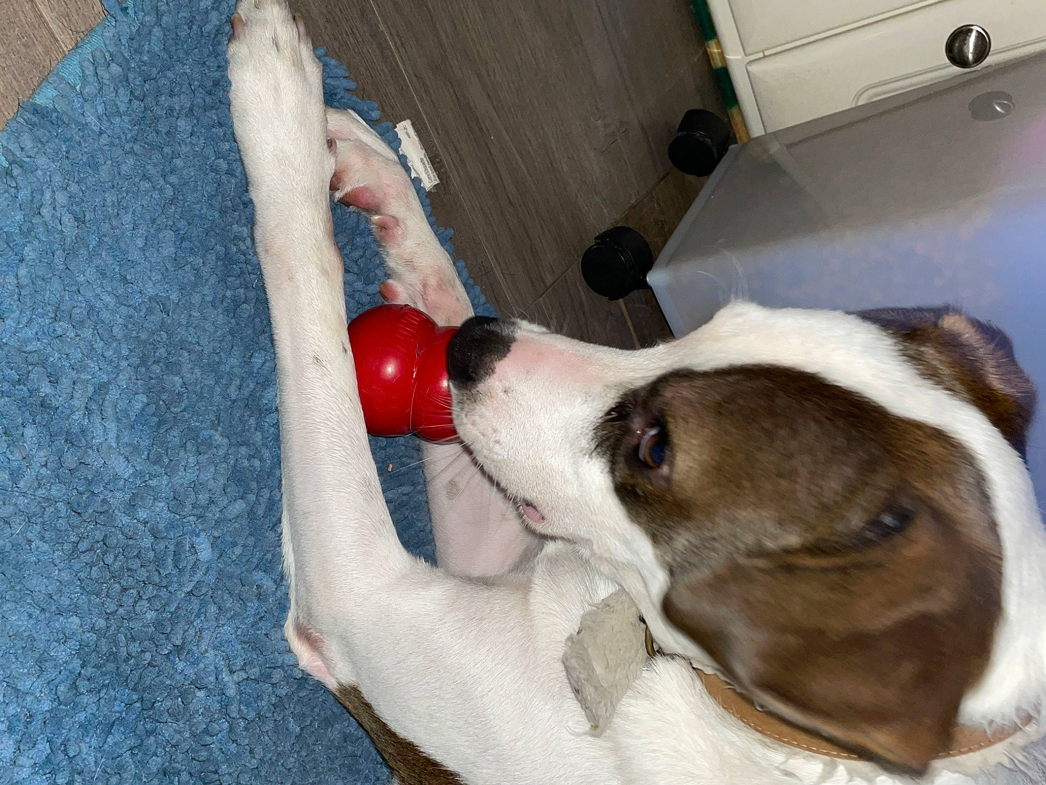 Buddy joined the competition — help win amazing prizes! canidae, carmine, carnivore, collar, comfort, companion_dog, dog, dog_breed, dog_supply, ear, fawn, flooring, fur, nail, non_sporting_group, paw, snout, sporting_group, toy, working_animal