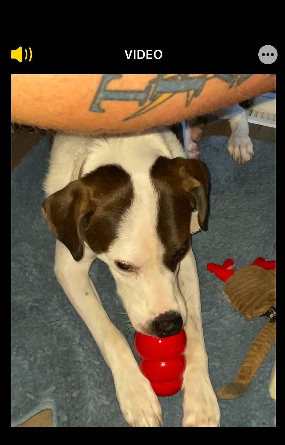 Buddy is registered to the contest to win money with this photo: canidae, carnivore, collar, companion_dog, dog, dog_breed, dog_collar, dog_supply, dog_toy, fawn, font, non_sporting_group, paw, pet_supply, photo_caption, rectangle, screenshot, sporting_group, tail, working_animal