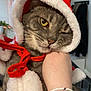 cat, tabby_cat, santa_hat, scarf, winking, hand, bracelet, indoor, cozy, holiday, festive, pet, animal, cute, fur, whiskers, person, plaid_clothing, relaxing, closeup