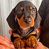 puppy, dog, dachshund, black_and_tan, pet, animal, portrait, close_up, face, eyes, floppy_ears, paws, brown_fur, black_fur, hands, person, indoor, curtain, cute, photography