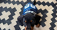Shadow Knox joined the competition — help win amazing prizes! puppy, dog, black_and_tan, small_dog, pet, animal, portrait, looking_up, blue_hat, cap, carpet, patterned_background, indoor, cute, adorable, face, eyes, floppy_ears, brown_markings, photography