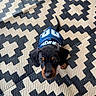 puppy, dog, black_and_tan, small_dog, pet, animal, portrait, looking_up, blue_hat, cap, carpet, patterned_background, indoor, cute, adorable, face, eyes, floppy_ears, brown_markings, photography