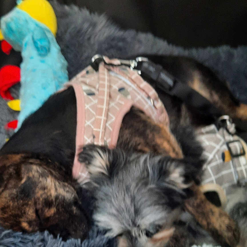Midge And Milly joined the competition — help win amazing prizes! animal, ball, blanket, canine, couch, cushion, dog, furniture, homedecor, hound, indoors, person, pet, plush, puppy, sleeping, sport, tennis, tennisball, terrier