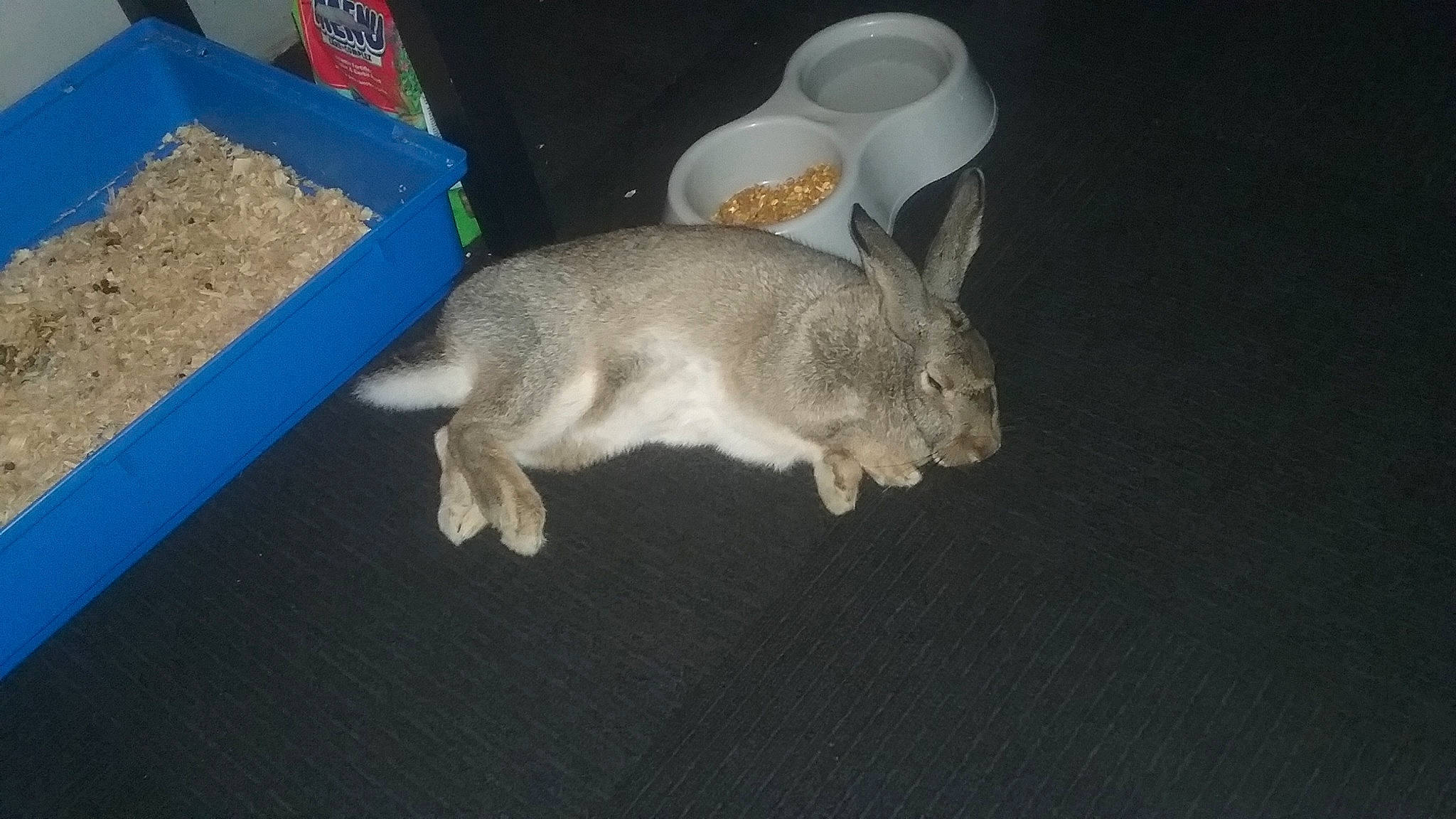 Hopscotch joined the competition — help win amazing prizes! audubons_cottontail, domestic_rabbit, ear, fawn, hare, rabbit, rabbits_and_hares, snowshoe_hare, tail, wood_rabbit