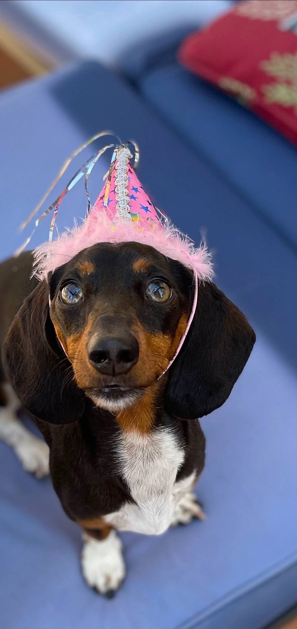 Journey joined the competition — help win amazing prizes! canidae, carnivore, collar, companion_dog, dog, dog_breed, dog_collar, dog_supply, fawn, fur, hat, hound, hunting_dog, liver, pet_supply, snout, sporting_group, whiskers, working_animal, working_dog