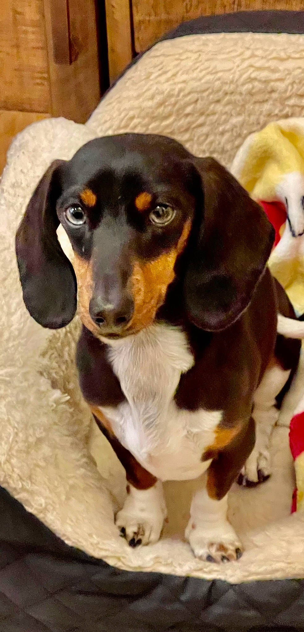 Journey joined the competition — help win amazing prizes! canidae, carnivore, companion_dog, dog, dog_breed, fur, hound, hunting_dog, liver, paw, puppy, scent_hound, snout, sporting_group, terrestrial_animal, whiskers, working_animal, working_dog