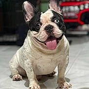 Poncho is registered to the contest to win money with this photo: french_bulldog, dog, pet, tongue_out, blue_eye, black_and_white, sitting, indoor, tile_floor, happy, smiling, ears_up, cute, animal, mammal, companion, toy_car, blurred_background, household, portrait