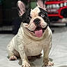 french_bulldog, dog, pet, tongue_out, blue_eye, black_and_white, sitting, indoor, tile_floor, happy, smiling, ears_up, cute, animal, mammal, companion, toy_car, blurred_background, household, portrait