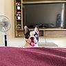 Poncho is registered to the contest to win money with this photo: dog, french_bulldog, tongue_out, heterochromia, pet, indoor, television, fan, flowers, potted_plants, wooden_furniture, blanket, living_room, cute, animal, playful, expression, smiling, ears, home_decor
