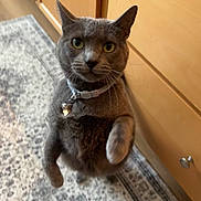 Rory joined the competition — help win amazing prizes! cat, gray_cat, pet, indoor, curious, standing, collar, bell, kitchen, wooden_cabinets, rug, patterned_rug, feline, whiskers, ears, eyes, paws, domestic_animal, cute, animal