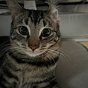 Darla joined the competition — help win amazing prizes! cat, tabby, close_up, pet, animal, whiskers, curious, ears, indoor, feline, face, fur, cute, eyes, portrait, mammal, domestic_animal, resting, looking, young_cat