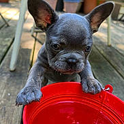 Frankie joined the competition — help win amazing prizes! animal, background, chair, curious, dog, ears, french_bulldog, gray, outdoor, patio, paw, pet, puppy, red_bucket, shadows, small, sunlight, water_bucket, wooden_deck, young