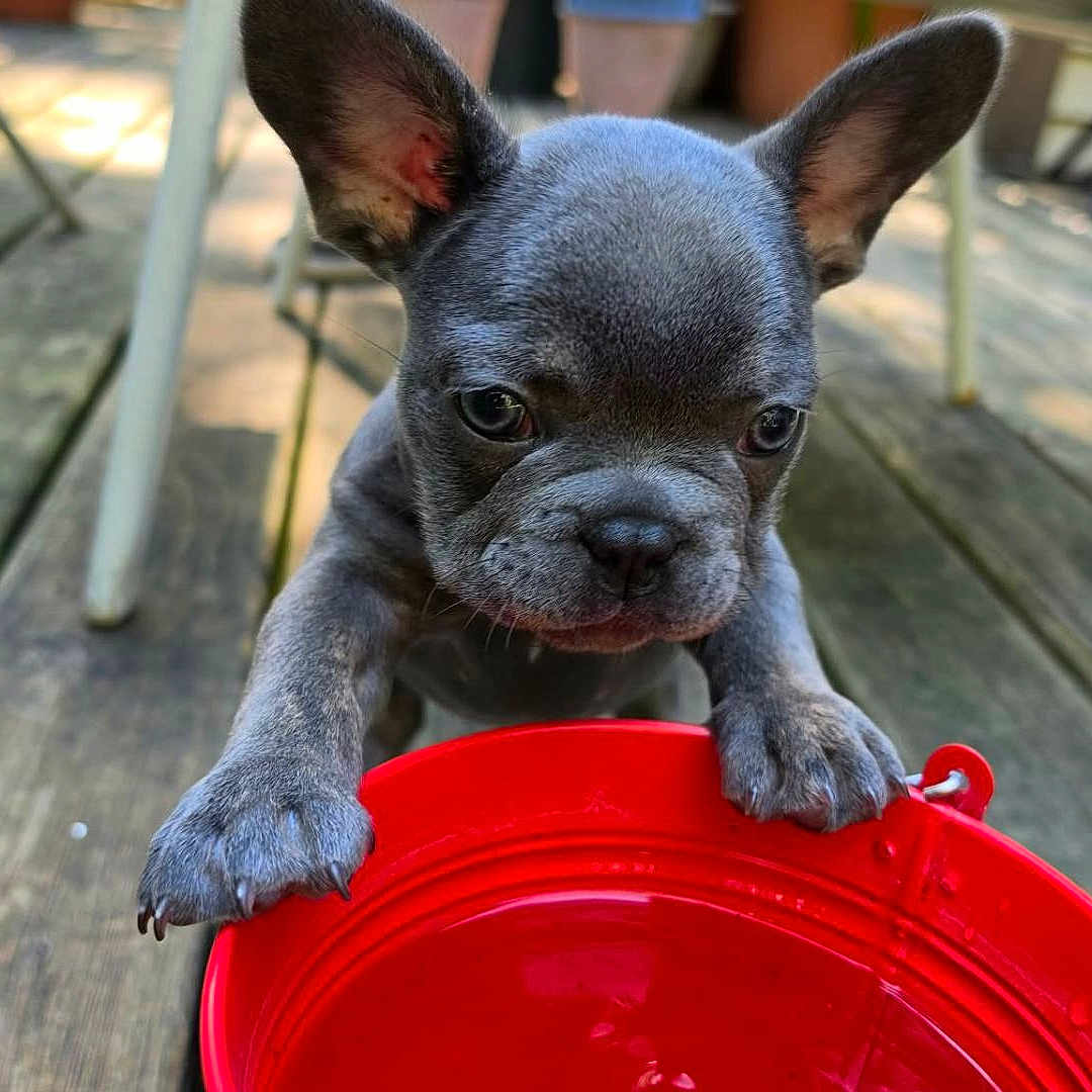 Frankie
