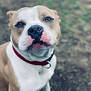 Chino joined the competition — help win amazing prizes! dog, pitbull, animal, pet, collar, close_up, outdoor, canine, portrait, brown, white, fur, face, looking, cute, friendly, eyes, muzzle, head, background_blur