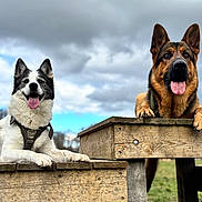 Bella joined the competition — help win amazing prizes! dog, german_shepherd, black_and_white_dog, outdoor, wooden_platform, tongue_out, happy, pet, animal, grass, cloudy_sky, nature, playful, canine, leisure, park, daytime, muzzle, ears_up, resting