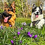 Bella joined the competition — help win amazing prizes! dog, german_shepherd, black_and_white_dog, tongue_out, grass, flowers, purple_flowers, white_flowers, outdoor, nature, happy, pet, canine, spring, sunny, greenery, portrait, animal, playful, leash