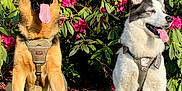 Bella joined the competition — help win amazing prizes! dog, german_shepherd, husky, grass, flowers, pink_blossoms, outdoor, sunny, pets, nature, greenery, sitting, panting, canine, animal, garden, leaves, daylight, collar, happy