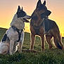 Bella joined the competition — help win amazing prizes! dog, dogs, german_shepherd, sunset, grass, outdoor, pets, canine, animal, nature, two_animals, harness, tongue_out, ears_up, silhouette, golden_hour, field, companions, alert, side_view