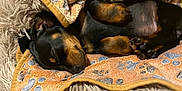 Scrappy Doo is registered to the contest to win money with this photo: animal, bare_chest, black_and_tan, blanket, close_up, comfort, cozy, cute, dog, fluffy_bed, fur, human_arm, indoor, paw, paw_prints, pet, puppy, resting, sleeping, small_dog