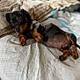 Scrappy Doo joined the competition — help win amazing prizes! adorable, animal, bed, black_and_tan, blanket, cozy, cute, dog, domestic, fur, indoor, lying_down, pet, portrait, puppy, relaxed, sleepy, small_animal, soft, young