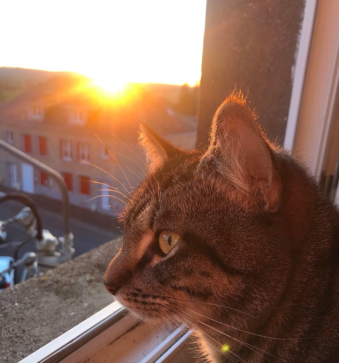 Moonlight a rejoint le concours — aidez-le/la à gagner de superbes lots ! aegean_cat, asian, california_spangled, carnivore, cat, chausie, domestic_short_haired_cat, european_shorthair, eye, fawn, felidae, german_rex, small_to_medium_sized_cats, snout, sunlight, tabby_cat, whiskers, window