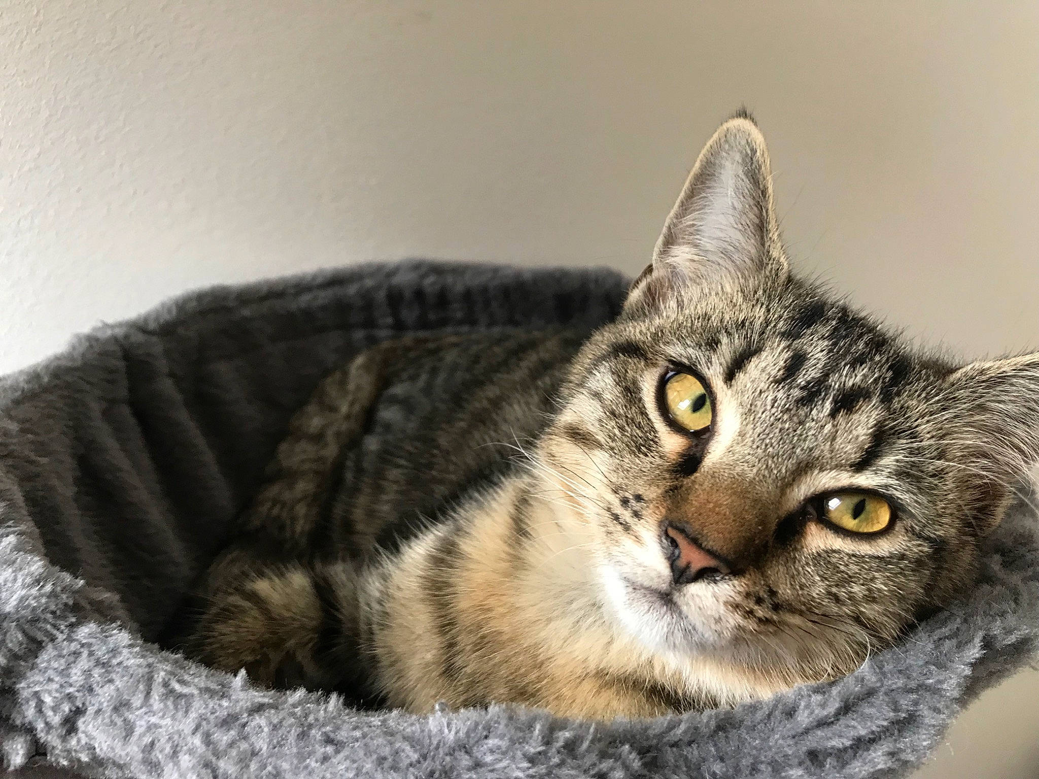 Moonlight participe au concours pour gagner de l'argent avec cette photo : american_shorthair, american_wirehair, asian, australian_mist, british_semi_longhair, california_spangled, carnivore, cat, domestic_short_haired_cat, dragon_li, european_shorthair, eye, felidae, kitten, mammal, pixie_bob, small_to_medium_sized_cats, snout, tabby_cat, whiskers