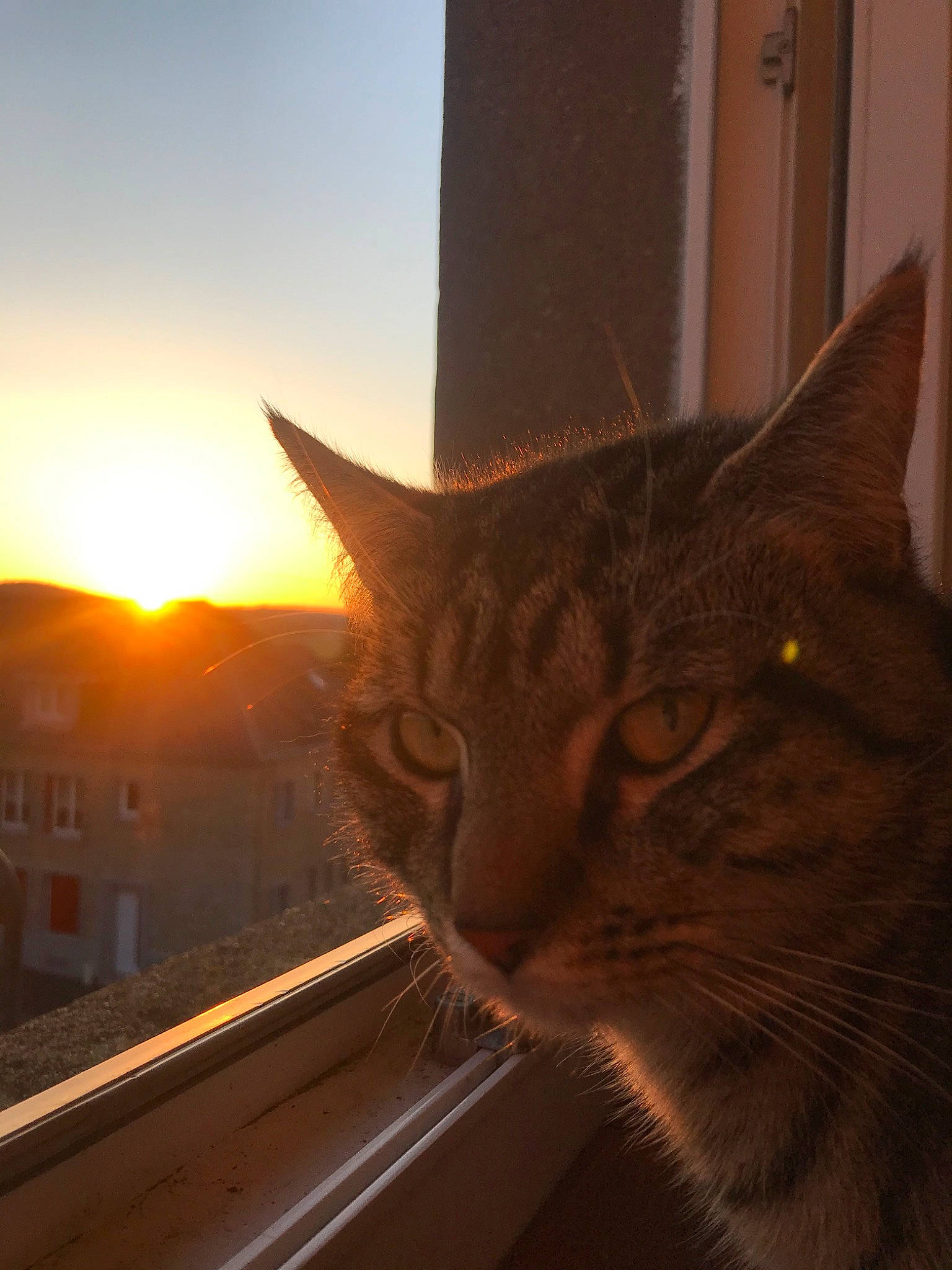 Moonlight a rejoint le concours — aidez-le/la à gagner de superbes lots ! aegean_cat, asian, carnivore, cat, domestic_short_haired_cat, eye, fawn, felidae, fur, light, sky, small_to_medium_sized_cats, snout, sunlight, whiskers, window