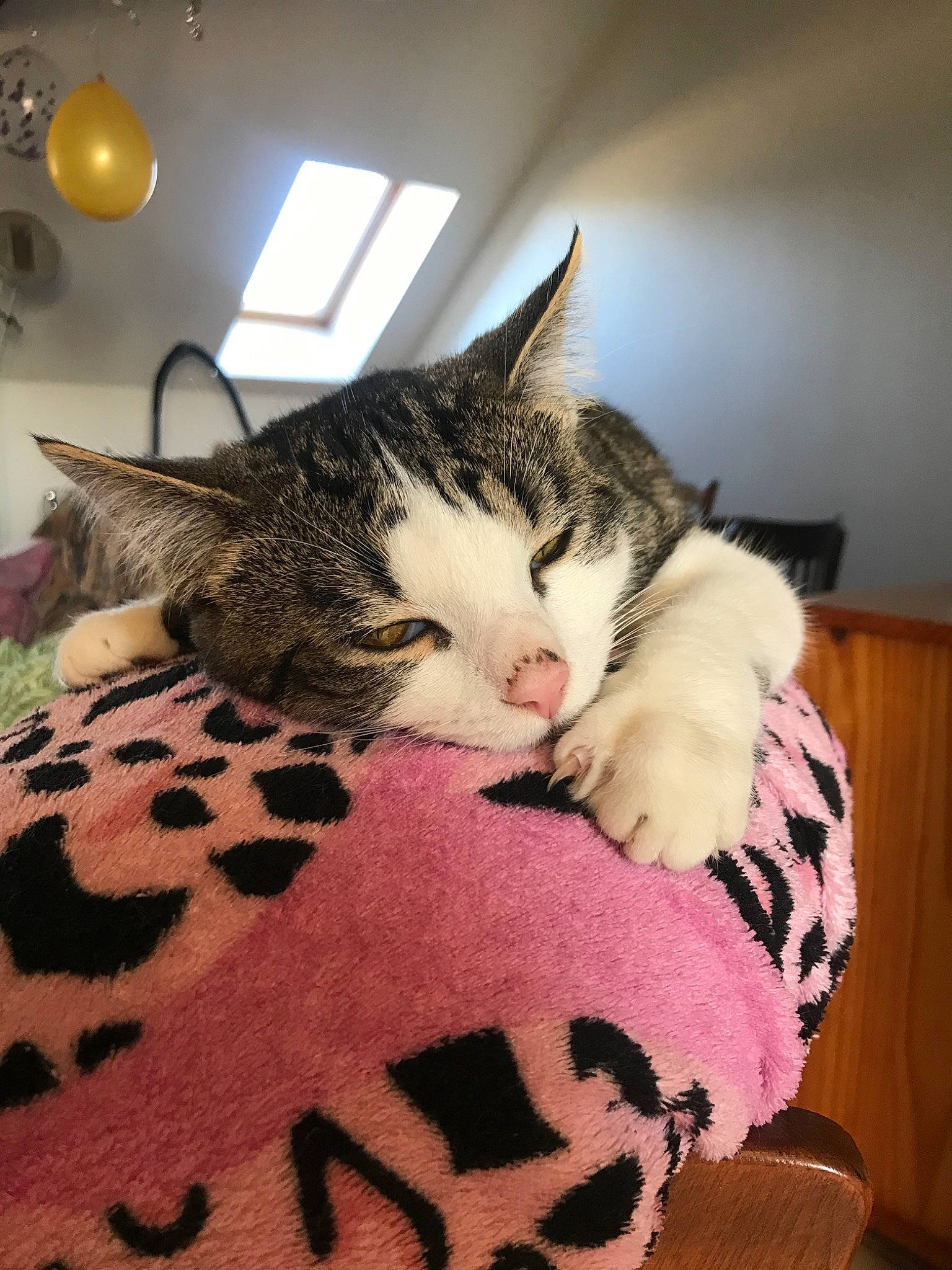 Oréo participe au concours pour gagner de l'argent avec cette photo : american_shorthair, asian, carnivore, cat, domestic_short_haired_cat, dragon_li, european_shorthair, felidae, fur, kitten, small_to_medium_sized_cats, snout, tabby_cat, whiskers