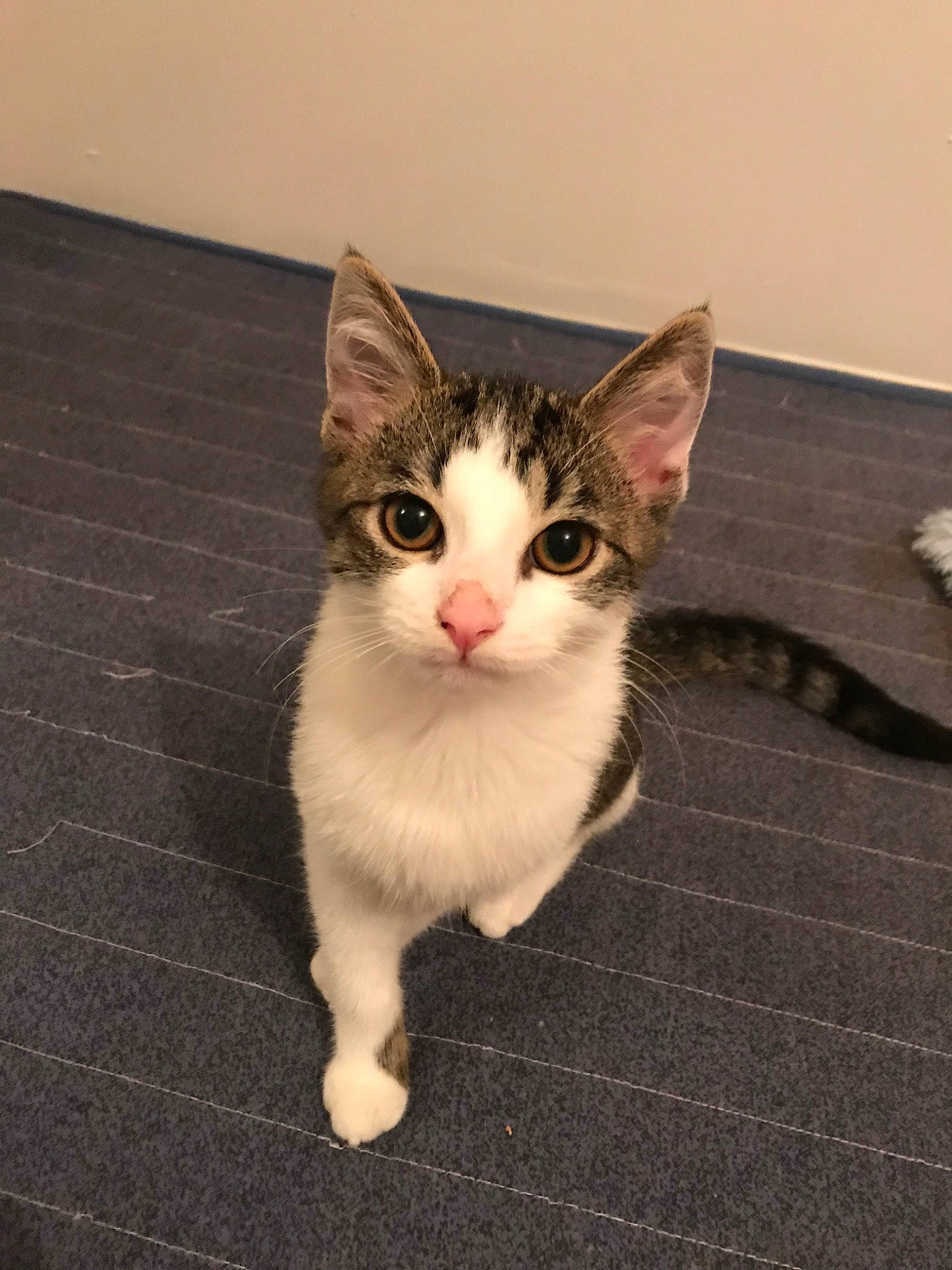 Oréo participe au concours pour gagner de l'argent avec cette photo : aegean_cat, american_wirehair, carnivore, cat, domestic_short_haired_cat, european_shorthair, fawn, felidae, kitten, mammal, ojos_azules, polydactyl_cat, small_to_medium_sized_cats, tabby_cat, vertebrate, whiskers