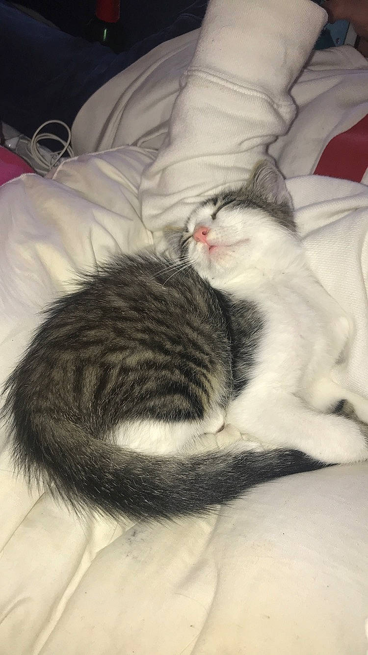 Oréo a rejoint le concours — aidez-le/la à gagner de superbes lots ! asian, carnivore, cat, domestic_short_haired_cat, ear, european_shorthair, fawn, felidae, fur, kitten, nap, norwegian_forest_cat, sleep, small_to_medium_sized_cats, tail, whiskers