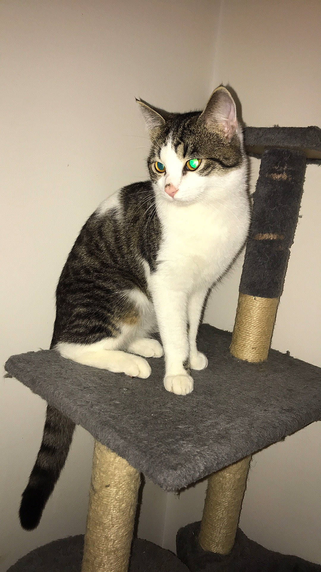 Oréo a rejoint le concours — aidez-le/la à gagner de superbes lots ! aegean_cat, american_wirehair, asian, carnivore, cat, domestic_short_haired_cat, european_shorthair, felidae, polydactyl_cat, small_to_medium_sized_cats, tail, whiskers