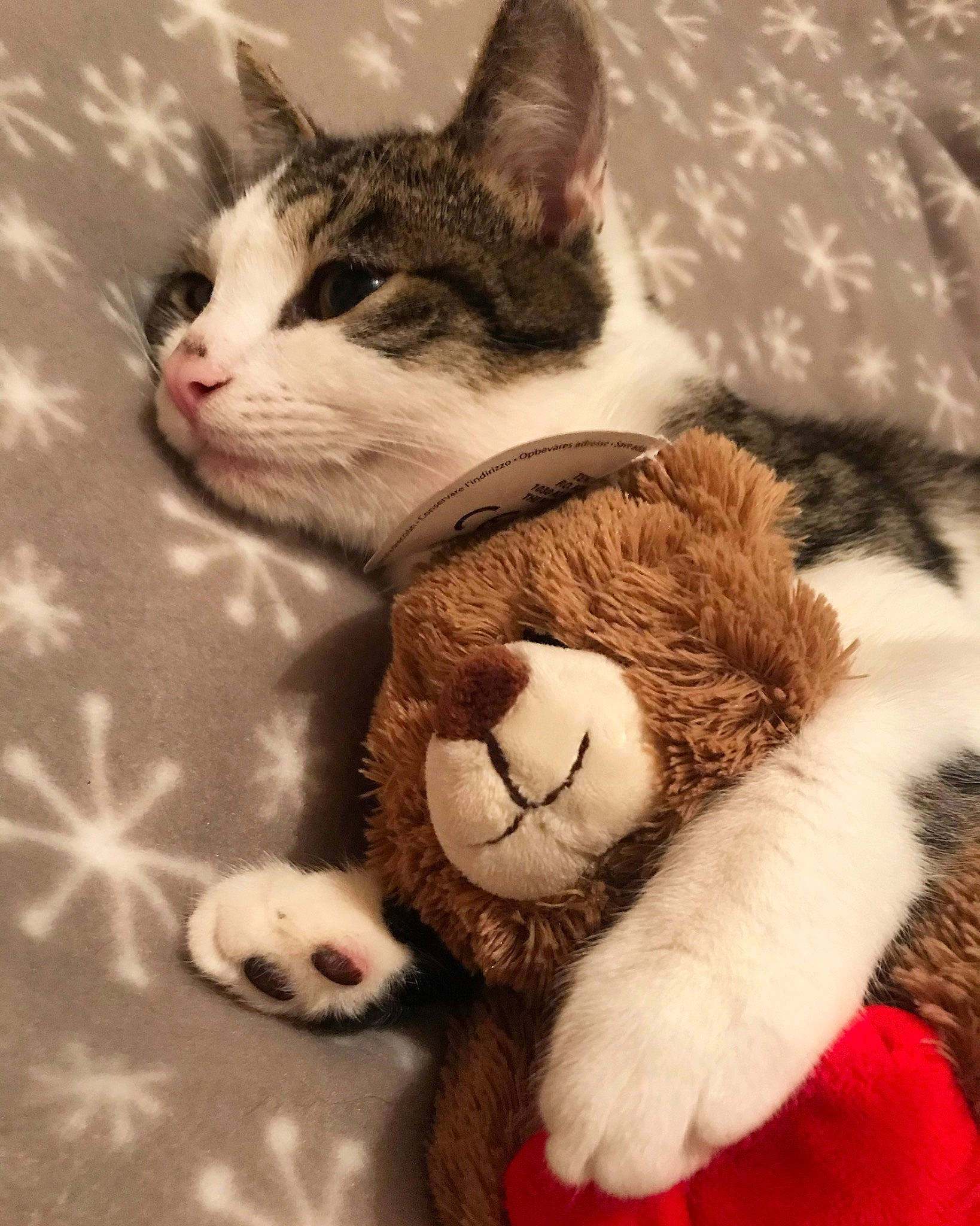 Oréo participe au concours pour gagner de l'argent avec cette photo : american_wirehair, carnivore, cat, domestic_short_haired_cat, european_shorthair, felidae, fur, hug, kitten, paw, polydactyl_cat, small_to_medium_sized_cats, snout, tabby_cat, tail, whiskers