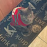 animal, cat, cozy, curious, domestic_cat, feline, festive_clothing, floor_mat, gray_cat, home, indoor, kitchen, looking_up, mat, pet, striped_sweater, sweater, text_on_mat, tile_floor, wooden_cabinet