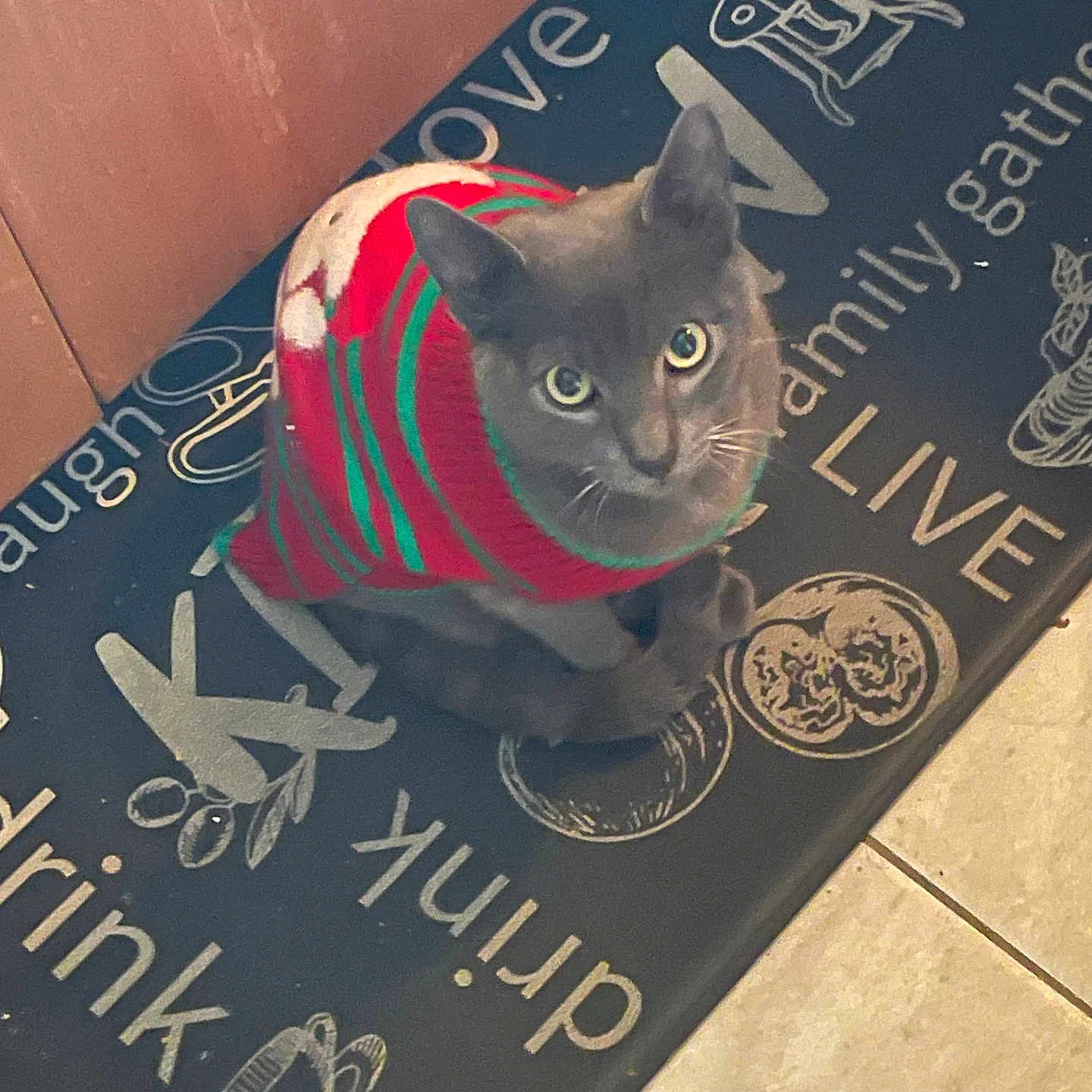 Bruno joined the competition — help win amazing prizes! animal, cat, cozy, curious, domestic_cat, feline, festive_clothing, floor_mat, gray_cat, home, indoor, kitchen, looking_up, mat, pet, striped_sweater, sweater, text_on_mat, tile_floor, wooden_cabinet